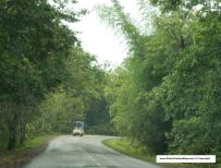 Drive through western ghats - Greenery all around